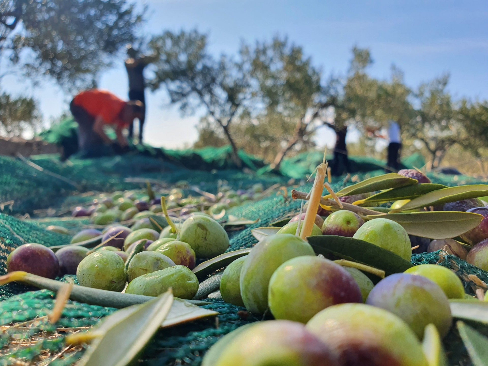 Harvest